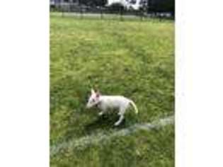 Bull Terrier Puppy for sale in Oakland, CA, USA