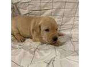 Labrador Retriever Puppy for sale in Campbell Hall, NY, USA