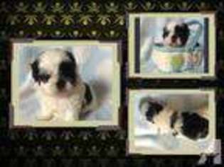 Mutt Puppy for sale in SAINT ROBERT, MO, USA