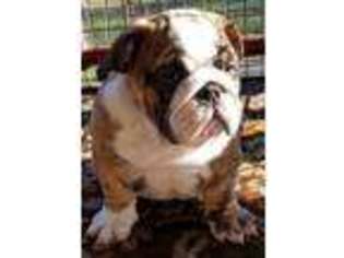 Bulldog Puppy for sale in Spotsylvania, VA, USA