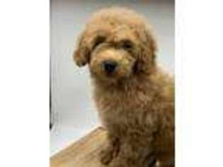 Goldendoodle Puppy for sale in Sawyer, OK, USA