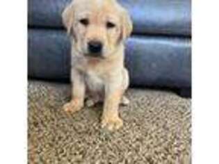 Labrador Retriever Puppy for sale in Lanexa, VA, USA
