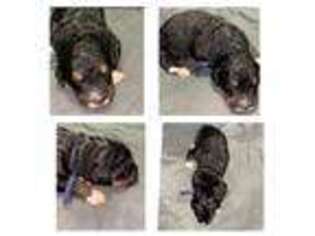 Mutt Puppy for sale in Thompsonville, MI, USA