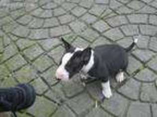 Bull Terrier Puppy for sale in Roswell, GA, USA