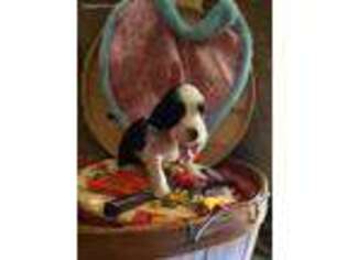 English Springer Spaniel Puppy for sale in New London, WI, USA