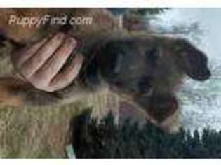 German Shepherd Dog Puppy for sale in Au Gres, MI, USA