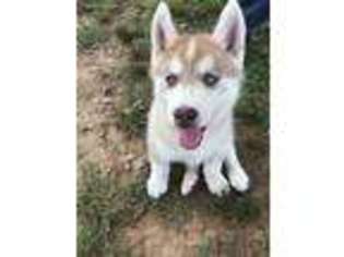 Siberian Husky Puppy for sale in Fort Smith, AR, USA