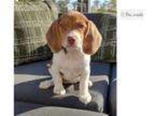 Beagle Puppy for sale in Los Angeles, CA, USA