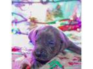 Great Dane Puppy for sale in Brighton, TN, USA