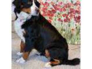 Bernese Mountain Dog Puppy for sale in Alexander City, AL, USA