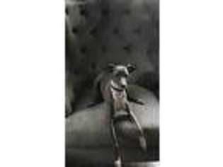 Italian Greyhound Puppy for sale in Owensboro, KY, USA