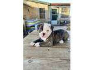 American Bulldog Puppy for sale in Mission, TX, USA