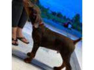 Doberman Pinscher Puppy for sale in Spring Hill, FL, USA