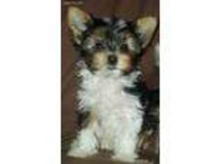 Yorkshire Terrier Puppy for sale in Waller, TX, USA