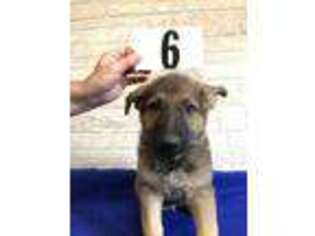 German Shepherd Dog Puppy for sale in Grand Saline, TX, USA