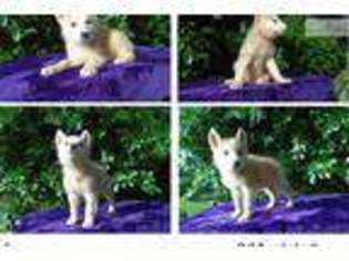 Wolf Hybrid Puppy for sale in Knoxville, TN, USA