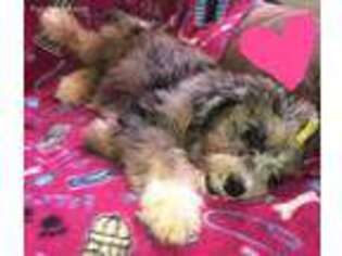 Mutt Puppy for sale in Pocahontas, AR, USA