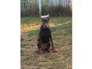 Doberman Pinscher Puppy for sale in Percy, IL, USA