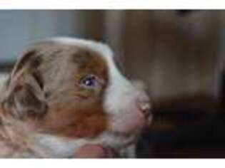 Miniature Australian Shepherd Puppy for sale in Woodstock, CT, USA
