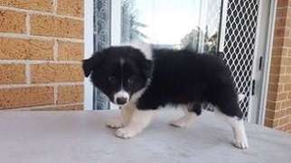 Border Collie Puppy for sale in Newark, DE, USA