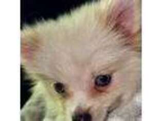Pomeranian Puppy for sale in Baytown, TX, USA