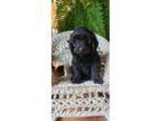 Labradoodle Puppy for sale in Mifflin, PA, USA
