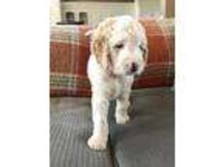 Goldendoodle Puppy for sale in Bonneau, SC, USA
