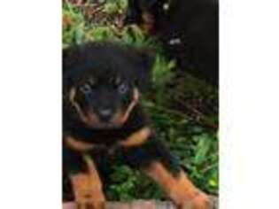 Rottweiler Puppy for sale in Warwick, NY, USA