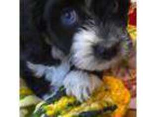 Mutt Puppy for sale in Mineola, TX, USA