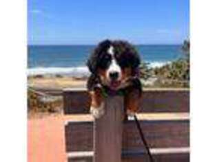 Bernese Mountain Dog Puppy for sale in San Diego, CA, USA