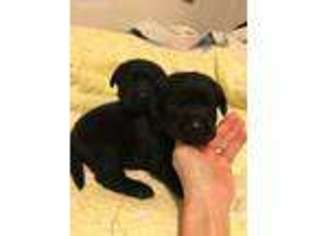 Labrador Retriever Puppy for sale in Albemarle, NC, USA