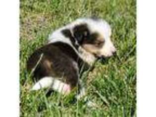 Border Collie Puppy for sale in Augusta, KS, USA