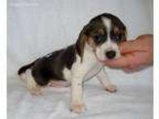 Beagle Puppy for sale in Victoria, VA, USA