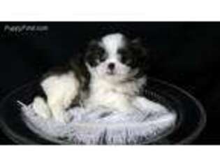 Mal-Shi Puppy for sale in Roswell, GA, USA