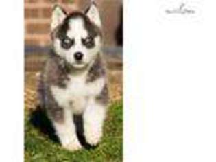 Siberian Husky Puppy for sale in Charleston, WV, USA