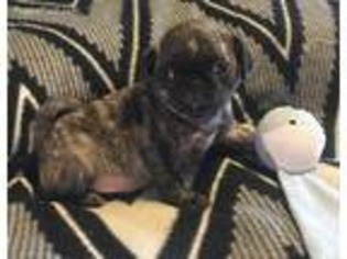 Pug Puppy for sale in West Hills, CA, USA