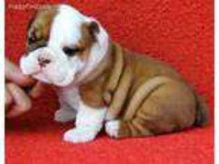 Bulldog Puppy for sale in Orlando, FL, USA