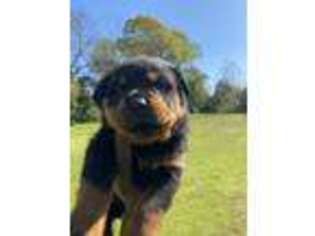 Rottweiler Puppy for sale in Phenix City, AL, USA