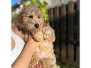Mutt Puppy for sale in Hialeah, FL, USA