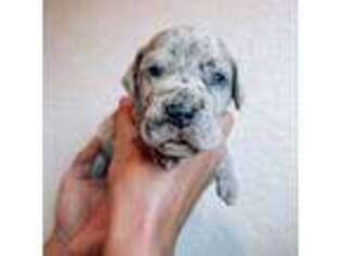 Great Dane Puppy for sale in Loveland, CO, USA