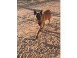 Belgian Malinois Puppy for sale in Las Cruces, NM, USA