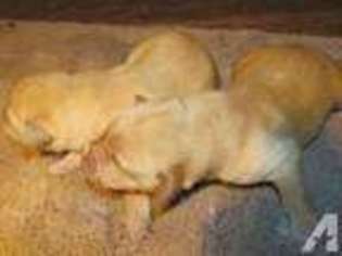 Labrador Retriever Puppy for sale in SAINT LOUIS, MO, USA