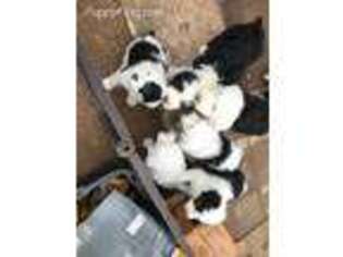 Old English Sheepdog Puppy for sale in Paradise Valley, AZ, USA