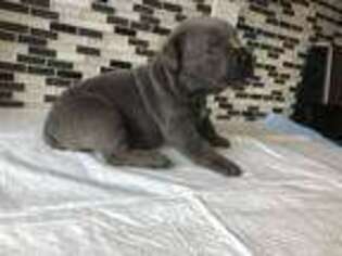 Cane Corso Puppy for sale in Lakewood, CA, USA