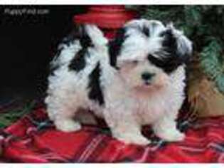 Mal-Shi Puppy for sale in Malone, NY, USA