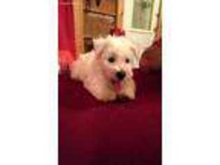 West Highland White Terrier Puppy for sale in La Vernia, TX, USA
