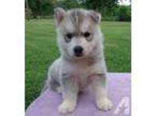 Siberian Husky Puppy for sale in SANTA FE, TX, USA