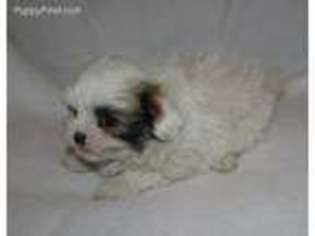 Mutt Puppy for sale in Howe, OK, USA