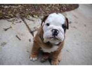 Bulldog Puppy for sale in Brookfield, WI, USA