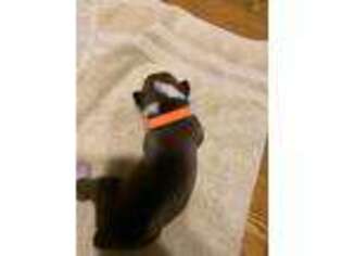 Boxer Puppy for sale in Springport, MI, USA